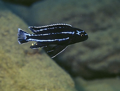 Pseudotropheus johannii 'Gome'